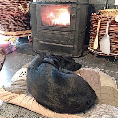 Dog curled up by our fire