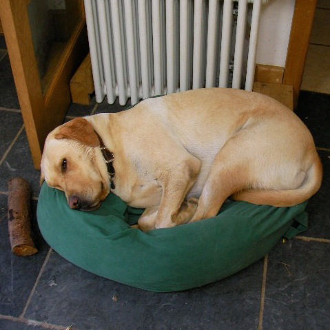 Dog curled iup in tiny bed