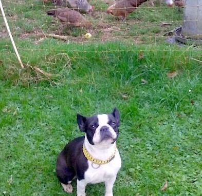 Vala guarding the chickens