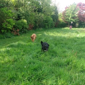 everyone enjoys our large garden