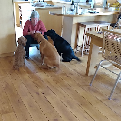 Your dog will live with us in our home